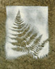 Shadows and Ferns II Poster Print - Renee W. Stramel