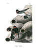 Cliff Swallow Poster Print - John James Audubon