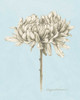 Graphite Botanical Study II Poster Print - Grace Popp