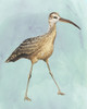 Watercolor Beach Bird II Poster Print - Grace Popp