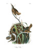 Marsh Wren Poster Print - John James Audubon