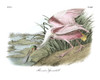 Roseate Spoonbill Poster Print - John James Audubon