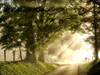 Fresh Morning I Poster Print - Danny Head