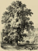 The Elm Tree Poster Print - Unknown