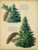 Colorado Blue Spruce and Norway Spruce Poster Print - Unknown