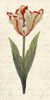 Twin Tulips I Poster Print - Grace Popp