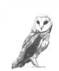 Wildlife Snapshot- Owl Poster Print - Naomi McCavitt
