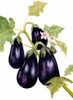 Watercolor Eggplant Poster Print - Michael Willett
