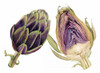 Watercolor Artichoke Poster Print - Michael Willett