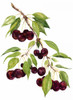 Watercolor Cherries Poster Print - Michael Willett