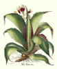 Besler Aloe Americana Poster Print - Basilius Besler