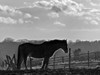 Evening Light III Poster Print - Martin Henson