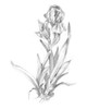 Botanical Sketch VI Poster Print - Ethan Harper