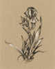 Botanical Sketch Black and White VI Poster Print - Ethan Harper