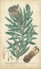 Weinmann Conifers IV Poster Print - Weinmann