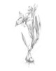 Botanical Sketch I Poster Print - Ethan Harper
