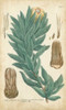 Weinmann Conifers I Poster Print - Weinmann