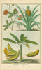 Histoire Naturelle Tropicals II Poster Print - Martinet