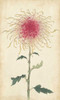 Elegant Chrysanthemums I Poster Print - Unknown