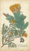Weinmann Conifers II Poster Print - Weinmann
