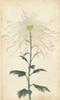 Elegant Chrysanthemums V Poster Print - Unknown