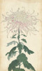Elegant Chrysanthemums IV Poster Print - Unknown