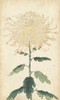 Elegant Chrysanthemums III Poster Print - Unknown