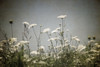 Queen Annes Lace Field I Poster Print - Swearingen Debra Van