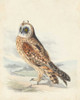 Meyer Hawk Owl Poster Print - H.L. Meyer