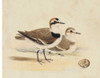 Meyer Shorebirds V Poster Print - H.L. Meyer
