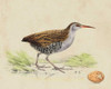 Meyer Shorebirds III Poster Print - H.L. Meyer