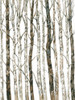 Bare II Poster Print - Tim OToole