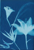 Cyanotype No.19 Poster Print - Jenna Guthrie