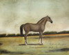 A Strawberry Roan Hunter Poster Print - Naomi McCavitt