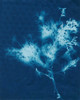 Cyanotype No.3 Poster Print - Renee W. Stramel