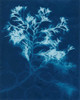 Cyanotype No.4 Poster Print - Renee W. Stramel