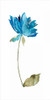 Floral Watercolor VI Poster Print - Kiana Mosley