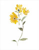 Watercolor Garden IV Poster Print - Kiana Mosley