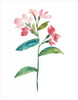 Watercolor Garden III Poster Print - Kiana Mosley