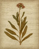 Romantic Pressed Flowers II Poster Print - Jennifer Goldberger