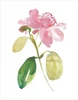 Watercolor Garden I Poster Print - Kiana Mosley
