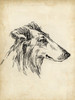 Breed Studies XII Poster Print - Ethan Harper