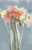 Poppy Spray III Poster Print - Jennifer Goldberger