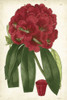Antique Rhododendron I Poster Print - Curtis