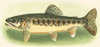 River Trout III Poster Print - unknown ()