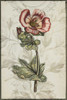 Keepsake Floral I Poster Print - Jennifer Goldberger
