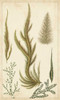 Turpin Seaweed IV Poster Print - Turpin