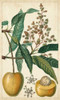 Exotic Fruits III Poster Print - Turpin