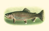 River Trout I Poster Print - Unknown