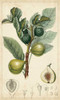 Exotic Fruits I Poster Print - Turpin